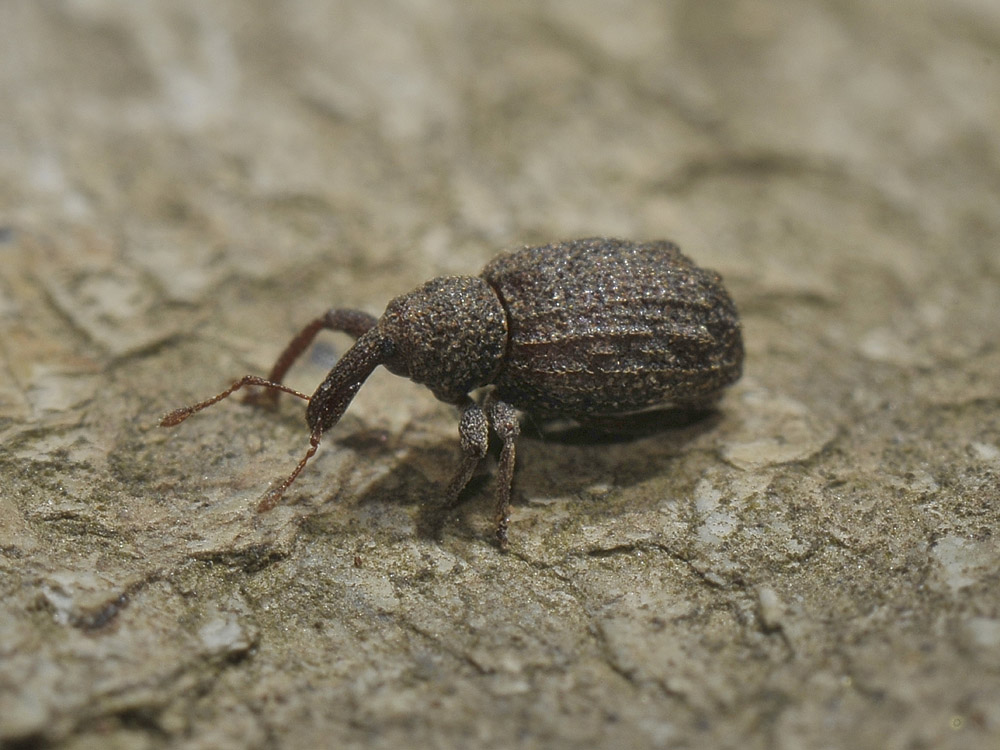 Curculionide da identificare - Aparopion chevrolati
